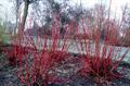Tatarian Dogwood